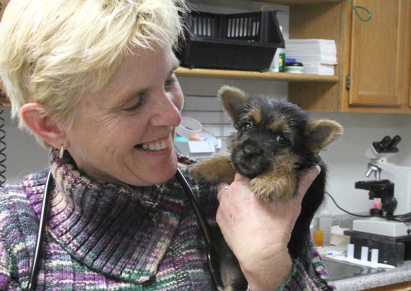 Carousel Slide 6: Puppy exams